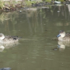 Anas gracilis (Grey Teal) at Tidbinbilla Nature Reserve - 16 Jul 2009 by KMcCue