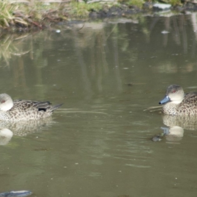 Anas gracilis (Grey Teal) at Paddys River, ACT - 16 Jul 2009 by KMcCue