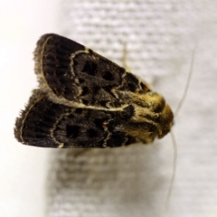 Proteuxoa sanguinipuncta (Blood-spotted Noctuid) at O'Connor, ACT - 6 Feb 2018 by ibaird