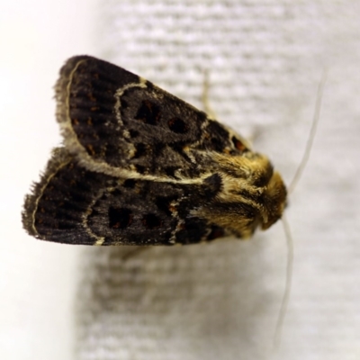 Proteuxoa sanguinipuncta (Blood-spotted Noctuid) at O'Connor, ACT - 6 Feb 2018 by ibaird