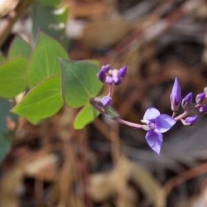 Veronica perfoliata at Cotter River, ACT - 22 Mar 2009