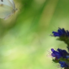 Pieris rapae (Cabbage White) at Booth, ACT - 18 Jan 2018 by KMcCue