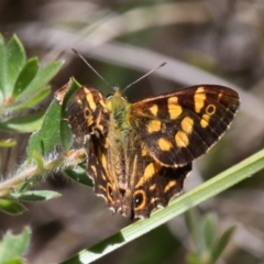 Oreixenica kershawi (Striped Xenica) at Cotter River, ACT - 4 Feb 2018 by HarveyPerkins