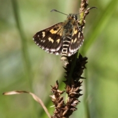 Hesperilla munionga (Alpine Sedge-Skipper) at Namadgi National Park - 4 Feb 2018 by HarveyPerkins