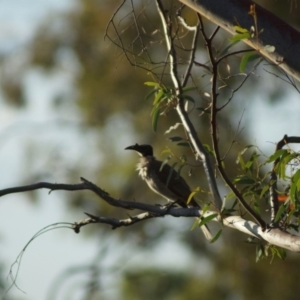 Philemon corniculatus at Cook, ACT - 7 Feb 2018 07:14 PM