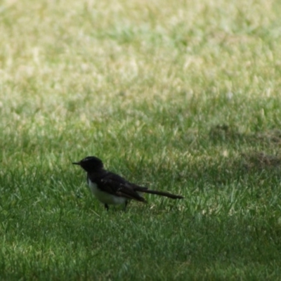 Rhipidura leucophrys (Willie Wagtail) at Parkes, ACT - 7 Feb 2018 by Tammy