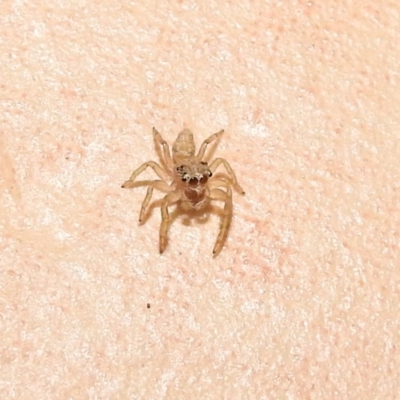 Salticidae (family) (Jumping spider) at Fadden, ACT - 30 Jan 2018 by YumiCallaway