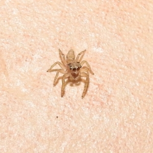 Salticidae (family) at Fadden, ACT - 30 Jan 2018