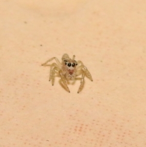 Salticidae (family) at Fadden, ACT - 30 Jan 2018 07:19 PM