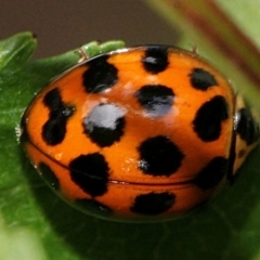 Harmonia conformis (Common Spotted Ladybird) at Melba, ACT - 12 Nov 2017 by PeteWoodall