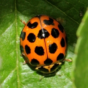 Harmonia conformis at Melba, ACT - 12 Nov 2017 02:23 PM