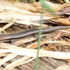 Lampropholis guichenoti (Common Garden Skink) at Melba, ACT - 12 Nov 2017 by PeteWoodall