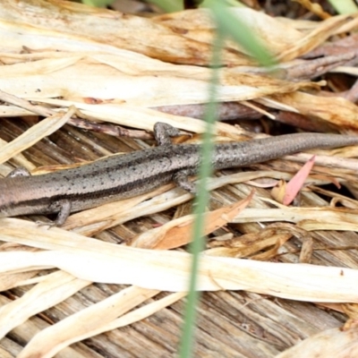 Lampropholis guichenoti (Common Garden Skink) at Melba, ACT - 12 Nov 2017 by PeteWoodall