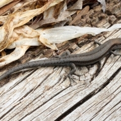 Lampropholis guichenoti at Melba, ACT - 12 Nov 2017