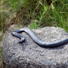 Pseudechis porphyriacus (Red-bellied Black Snake) at Namadgi National Park - 1 Feb 2018 by KMcCue