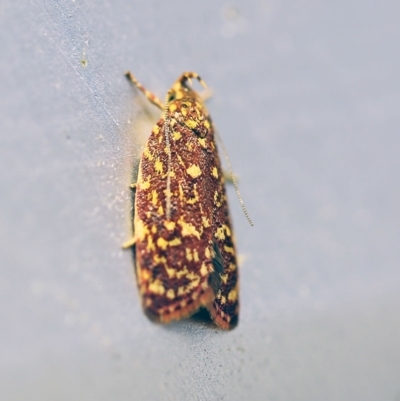 Syringoseca rhodoxantha (A concealer moth) at O'Connor, ACT - 7 Feb 2018 by ibaird