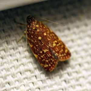 Syringoseca rhodoxantha at O'Connor, ACT - 7 Feb 2018