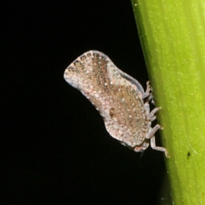 Massila sp. (genus) at Melba, ACT - 13 Nov 2017