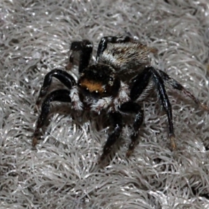 Maratus griseus at Melba, ACT - 12 Nov 2017