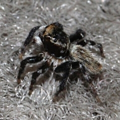 Maratus griseus at Melba, ACT - 12 Nov 2017