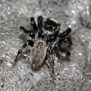 Maratus griseus at Melba, ACT - 12 Nov 2017