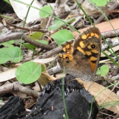 Geitoneura klugii (Marbled Xenica) at Tidbinbilla Nature Reserve - 6 Feb 2018 by RobParnell