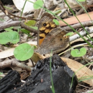 Geitoneura klugii at Paddys River, ACT - 6 Feb 2018 02:34 PM