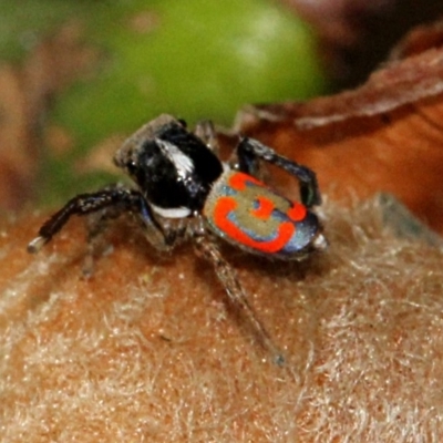 Maratus pavonis (Dunn's peacock spider) at Melba, ACT - 12 Nov 2017 by PeteWoodall