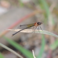 Nososticta solida (Orange Threadtail) at Molonglo Valley, ACT - 26 Jan 2018 by michaelb