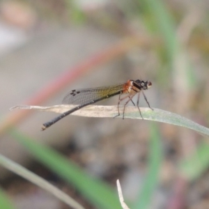 Nososticta solida at Molonglo River Reserve - 26 Jan 2018 08:04 PM