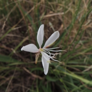 Oenothera lindheimeri at Molonglo River Reserve - 26 Jan 2018 08:10 PM