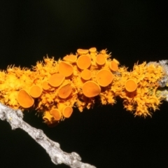 Teloschistes sp. (A lichen) at Melba, ACT - 12 Nov 2017 by PeteWoodall