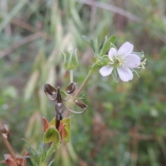 Geranium sp. Pleated sepals (D.E.Albrecht 4707) Vic. Herbarium at Molonglo Valley, ACT - 26 Jan 2018 by michaelb