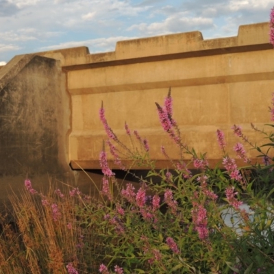 Lythrum salicaria (Purple Loosestrife) at Molonglo River Reserve - 26 Jan 2018 by michaelb