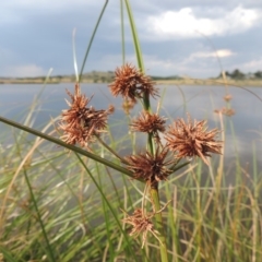 Cyperus gunnii subsp. gunnii (Flecked Flat-Sedge) at Weston Creek, ACT - 26 Jan 2018 by MichaelBedingfield