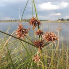 Cyperus gunnii subsp. gunnii (Flecked Flat-Sedge) at Weston Creek, ACT - 26 Jan 2018 by michaelb