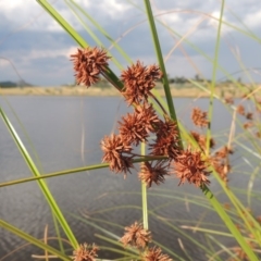 Cyperus gunnii subsp. gunnii at Weston Creek, ACT - 26 Jan 2018