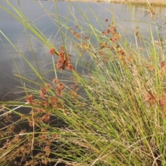 Cyperus gunnii subsp. gunnii at Weston Creek, ACT - 26 Jan 2018