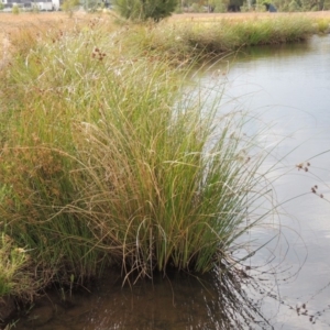 Cyperus gunnii subsp. gunnii at Weston Creek, ACT - 26 Jan 2018