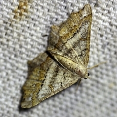 Dissomorphia australiaria (Dissomorphia australiaria) at O'Connor, ACT - 7 Feb 2018 by ibaird