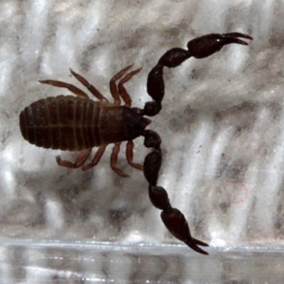 Conicochernes sp. (genus) (Chernetid Pseudoscorpion) at Melba, ACT - 13 Nov 2017 by PeteWoodall