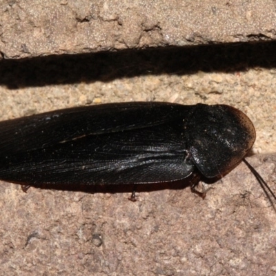 Laxta granicollis (Common bark or trilobite cockroach) at O'Connor, ACT - 19 Nov 2017 by PeteWoodall