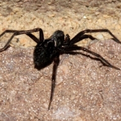 Badumna insignis (Black House Spider) at O'Connor, ACT - 19 Nov 2017 by PeteWoodall