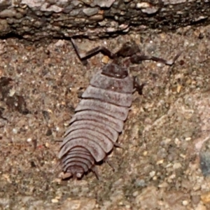 Porcellionides pruinosus at O'Connor, ACT - 19 Nov 2017 08:50 PM