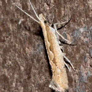 Plutella xylostella at O'Connor, ACT - 19 Nov 2017 08:49 PM