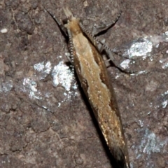 Plutella xylostella at O'Connor, ACT - 19 Nov 2017 08:49 PM