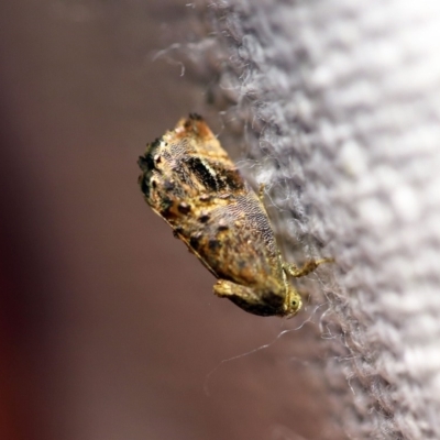 Peritropha oligodrachma (A twig moth) at O'Connor, ACT - 7 Feb 2018 by ibaird