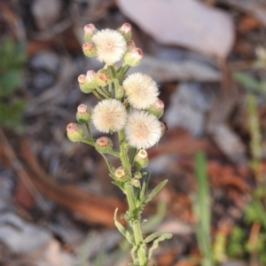 Erigeron sp. at Monash, ACT - 2 Feb 2018 08:43 AM