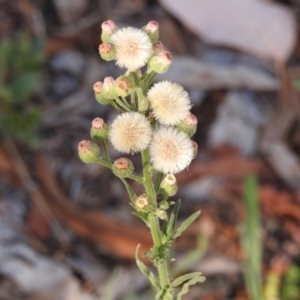 Erigeron sp. at Monash, ACT - 2 Feb 2018 08:43 AM