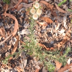 Erigeron sp. at Monash, ACT - 2 Feb 2018 08:43 AM